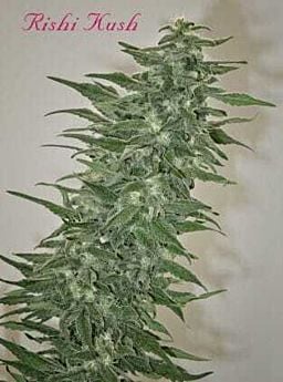 mandala mishi kush