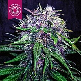 Tropicalseedscompany - Red Afro - Feminised - Plant