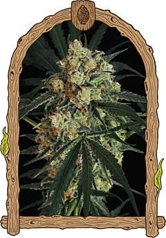 exotic seed triple a