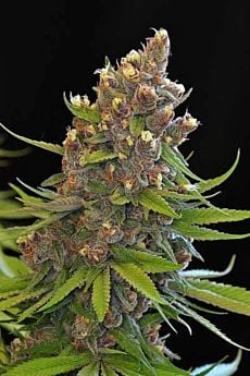 TGA SubCool Genetics Ace of Spades Regular