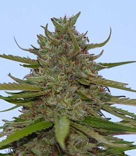Paradise Seeds Acid Feminised