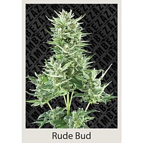 Zambeza - Rude Bud