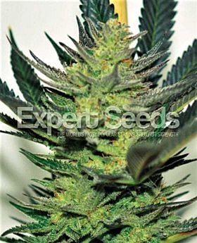 Expert Seeds Afghan Skunk Fem