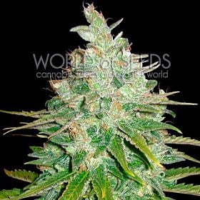 world of seeds Afghan Kush x Black Domina