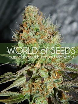World of Seeds Afghan Kush Special Feminised