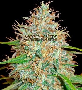 world of seeds Afghan Kush x Skunk