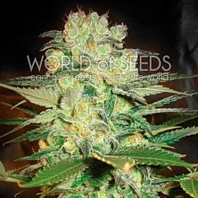 world of seeds Afghan Kush x White Widow