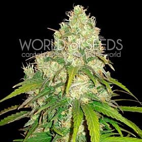 world of seeds Afghan Kush x Yumbolt