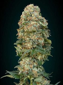 Advanced Seed Banks Feminized Collection #1
