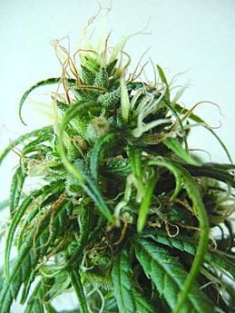 Afropips Seedbank Malawi Gold Regular 