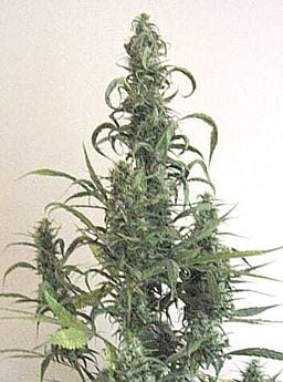 Afropips Seedbank Nigerian x Afghan Regular 