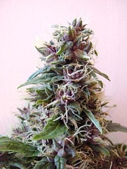 Afropips Seedbank Tribal Vision Regular