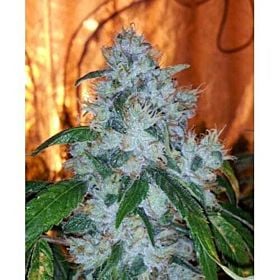 karma genetics AG13 Haze X Biker LTD