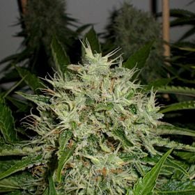green label AK Widow 47