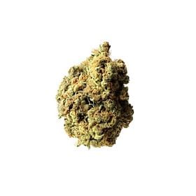 Amsterdam Genetics Ak 020 Fem