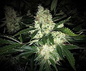 Phoenix Seeds AK27 Auto Feminized 