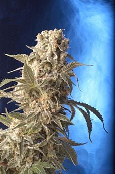 Serious Seeds - AK-47 Feminized Seeds