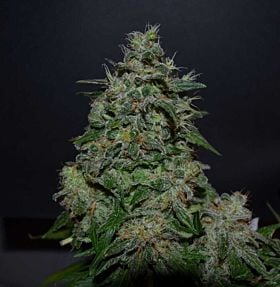 Kalashnikov Seeds AK Kush Express Fem