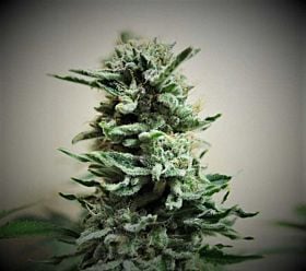 Kalashnikov Seeds AK Skunk Auto Fem