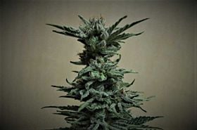 Kalashnikov Seeds AK Skunk Fem