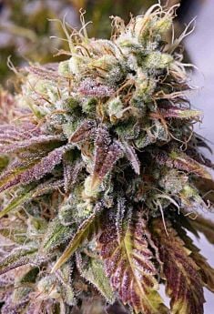 Holy Smoke Seeds Alien Fire Fruit Fem