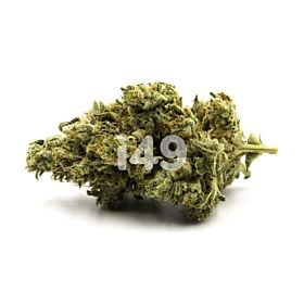 Alien GG Regular Cannabis Seeds 