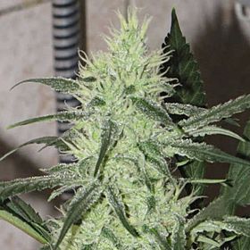 Allstar Genetics Automazing Feminized