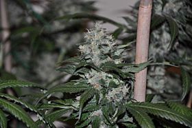 Allstar Genetics El Cid Feminized