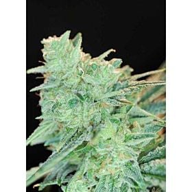 Alphakronik Genes Seedbank Rawdawg Regular Plant