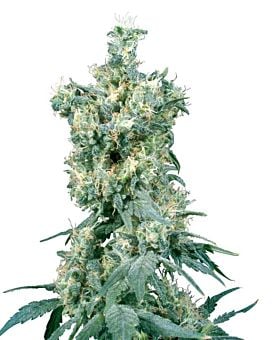 Sensi Seeds American Dream Regular 