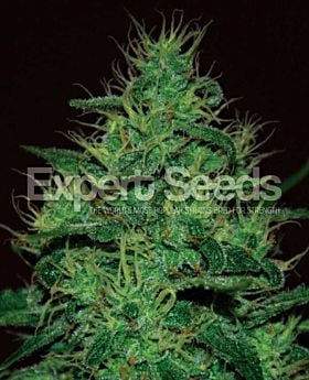 Expert Seeds Amnesia Haze Auto Fem