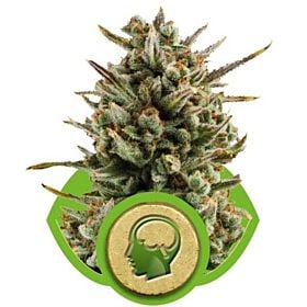 Royal Queen Seeds Amnesia Haze Automatic Feminised