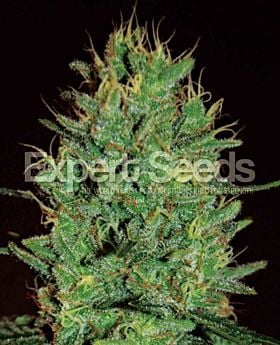 Expert Seeds Amnesia Haze Fem