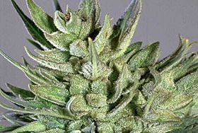 Soma Seeds Amnesia Haze Feminised