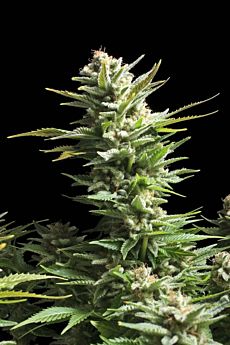 Royal Queen Seeds Amnesia Haze Feminised