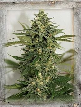 Garden of Green Amnesia Lemon Pie Fem