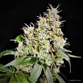 Norstar Genetics Amnesia OG Reg