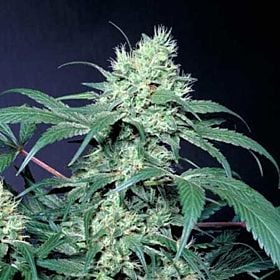 Paradise Seeds Amsterdam Flame Regular