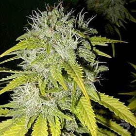 Paradise Seeds Rox Regular Seeds 