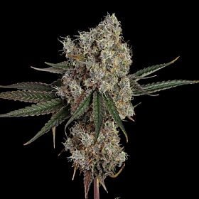 Another Level Feminized - Happy Valley Genetics