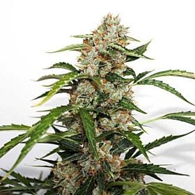 Dutch Passion Auto Orange Bud Fem 