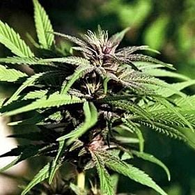 Apothecary Genetics Dream Berry Reg