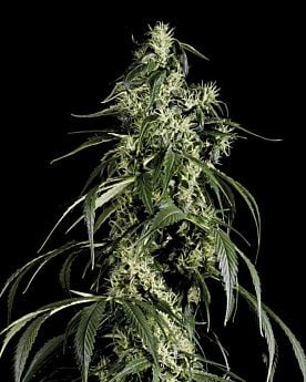 Arjan's Haze #1