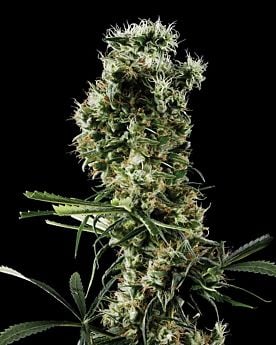 Arjan's Haze #2