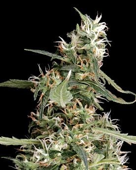 Arjan's Ultra Haze #1