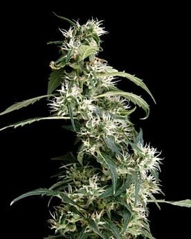 Arjan's Ultra Haze #2