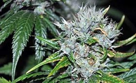 Allstar Genetics Kaligria
