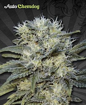 Auto Seeds Auto Chemdog Feminized