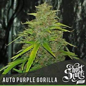 Short Stuff Auto Purple Gorilla Fem 