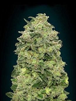 Advanced Seeds Auto Afghan Skunk Feminized